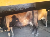 گائے, Swiss cattle — تصویر 2