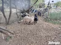 Widder, Racka sheep — Foto 2