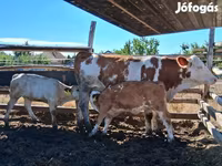 Krowa, Węgierska szara rasa — zdjęcie 1