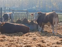 公牛, Simmental cattle — 照片 2