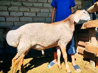 Montone, Arashan sheep — foto 4