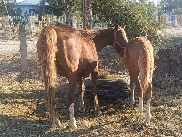Mare, Horses — Kyrgyzstan