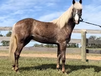 اسب نر, Rocky Mountain Horse — عکس 3