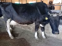 母牛, Alatau breed — 照片 3