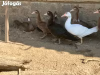 Ducks — عکس 8