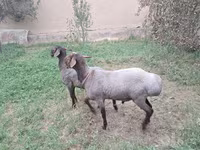 Овен, Овце — снимка 3