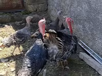Turkeys — foto 3
