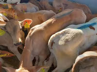 گاو نر, Simmental cattle — عکس 1