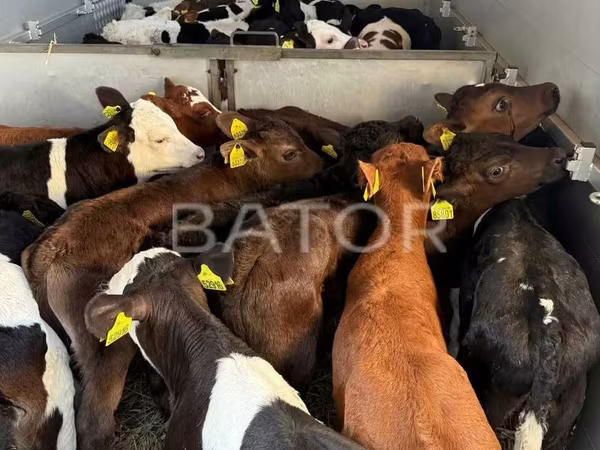 公牛, Simmental cattle