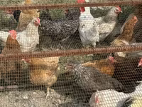 Chickens — 照片 4