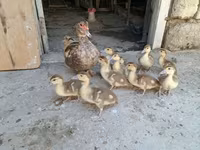 Ducks — foto 2