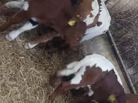 วัวตัวผู้, Simmental cattle — รูปภาพ 8