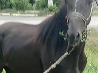 公马, Priob horse — 照片 1