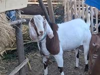Ziegenbock, Nubian Goat — Foto 5