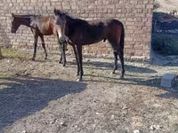 اسب نر, Horse breed — عکس 1