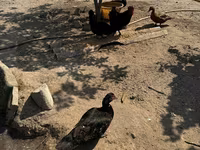 Ducks — عکس 4