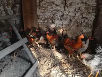 Chickens — foto 1