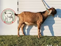 Buk, Nubian Goat — foto 8