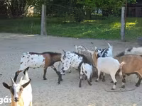 Kambing betina, Nigerian dwarf goats — foto 7