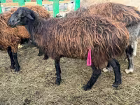 Koç, Edilbay sheep — foto 2