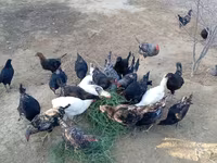 Chickens — الصورة 4