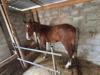 Hingst, Heste — foto 3