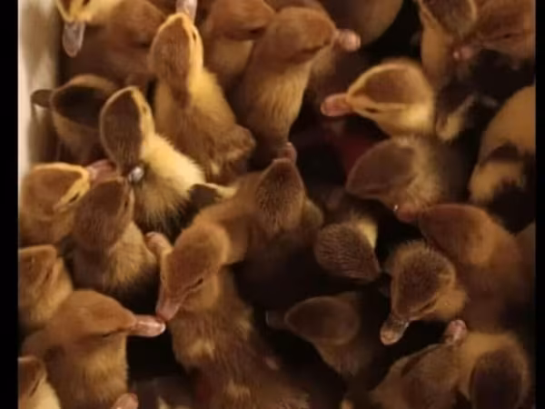 Ducks