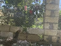 Chickens — foto 2