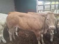 Lembu betina, Blonde d’Aquitane cattle — foto 4