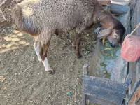 Vædder, Hissar sheep — foto 1
