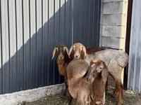 Ovce, Hissar sheep — foto 1