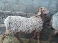 میش, گوسفند — عکس 5