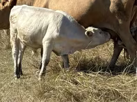 Bou, Vaca roșie fără coarne — foto 1