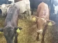 Bou, Bovine — foto 4