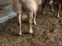 قوچ, Rhon sheep — عکس 5