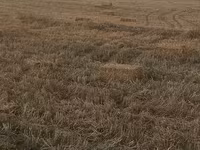 Saman balyaları – xırda (düzbucaqlı) balya - Məzmun: biçindən sonra — تصویر 3