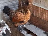 Gallina danese — foto 6