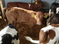 Skot (série, pohlaví neuvedeno), Simmental cattle — foto 3