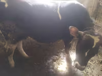 Krava, Simmental cattle — fotografija 5
