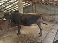 암소, Swiss cattle — 사진 5