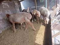 Berbec, Rhon sheep — foto 2