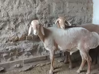 Dume la kondoo, Arashan sheep — picha 6
