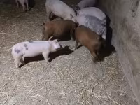 หมูป่าตัวผู้, Дюрок — รูปภาพ 1