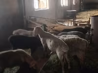 Қошқар, Rhon sheep — 1-сурет