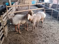 قوچ, Arashan sheep — عکس 2