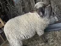 Owca, White Suffolk sheep — zdjęcie 3