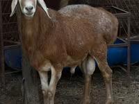 Ovan, Baerchuke sheep — fotografija 5