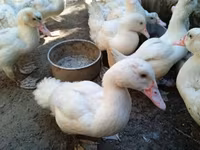 Ducks — 1-rasm