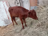 گاو ماده, گاو — عکس 1