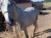 Koń, Lipizzaner — zdjęcie 2